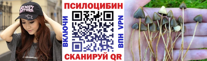 blacksprut ссылка  Черняховск  Галлюциногенные грибы GOLDEN TEACHER 