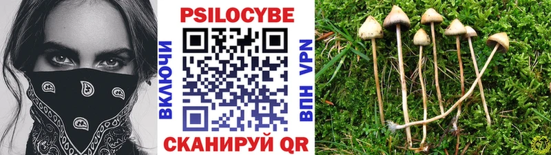 Галлюциногенные грибы Psilocybe Черняховск